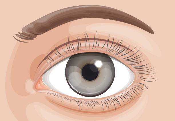 Human Eye - Stock Illustration Human Eye - Stock Illustration  as EPS 10 File cornea stock illustrations