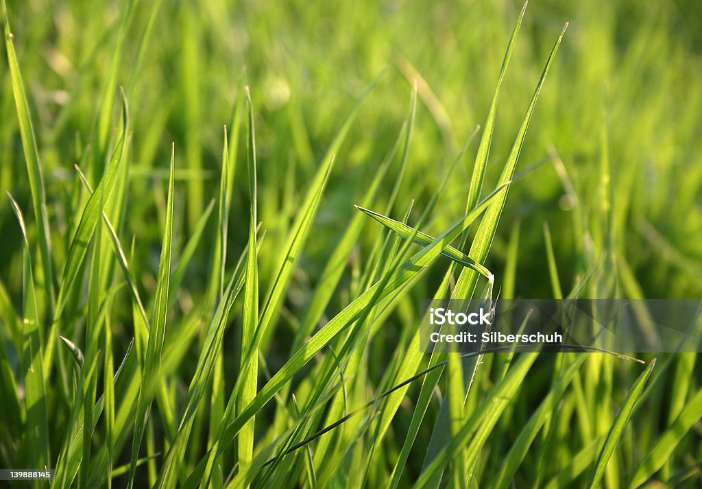 Verde hierba de primavera - Foto de stock de Abstracto libre de derechos