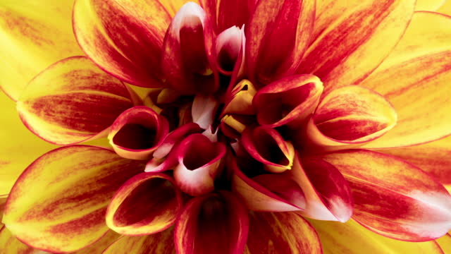 Time Lapse of blooming red yellow Dahlia