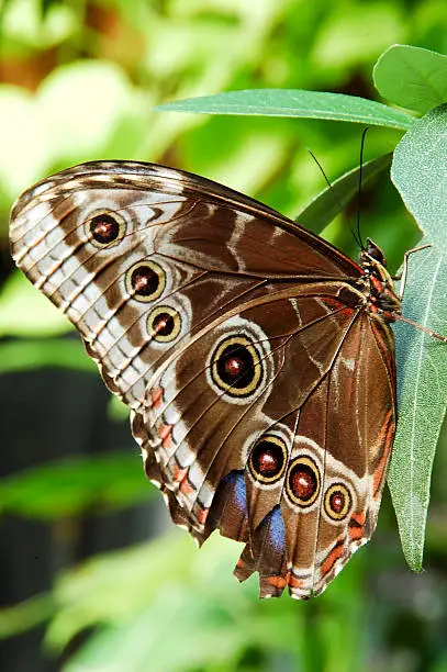 south american blue morpho (morpho peleides) butterfly