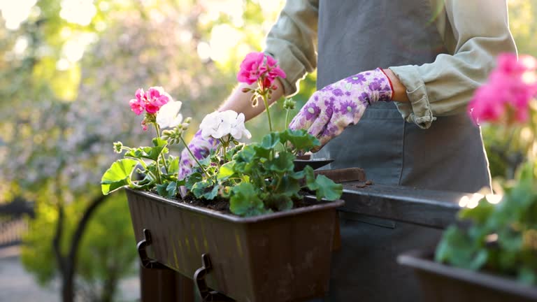 woman planting summer flowers in box on terrace at home garden