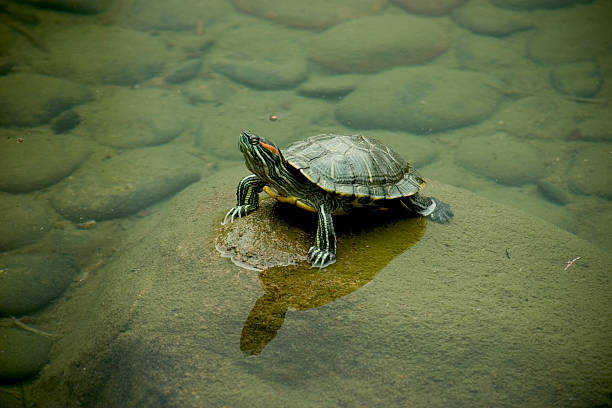 Hong Kong Turtle stock photo