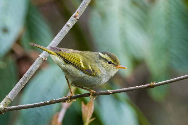 istock Blyth's leaf warbler (Phylloscopus reguloides) observed in Mishmi Hills 1398882691