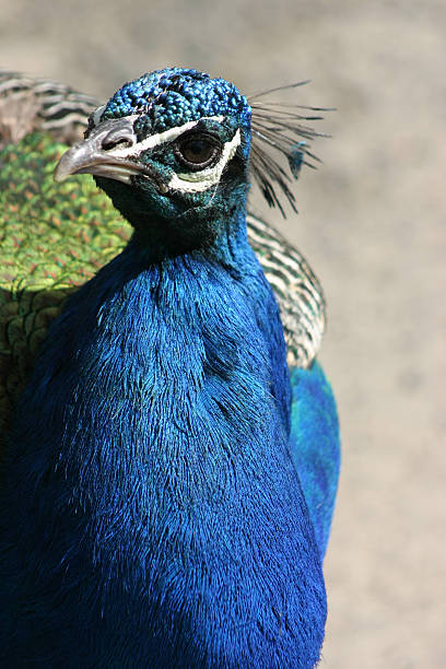 Blue Peacock stock photo