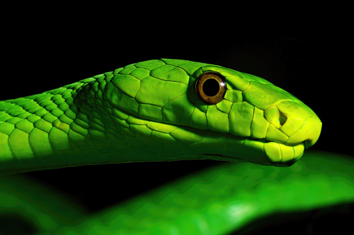 Close-up of a venomous Eastern Green Mamba (Dendroaspis angusticeps)