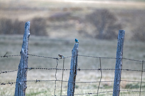 Bluebirds (Male and female pair) sitting on cedar post fence over 100 years old in northern Montana mountains of northwestern USA.