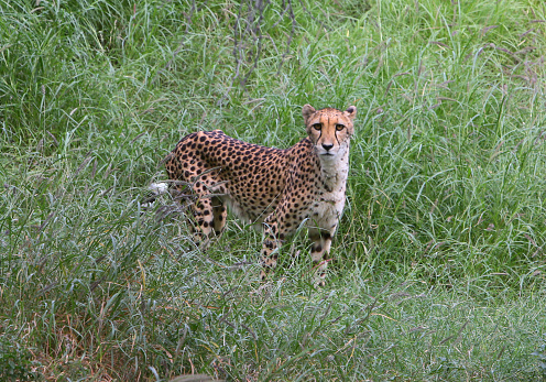 Cheetah standing in tall grass.