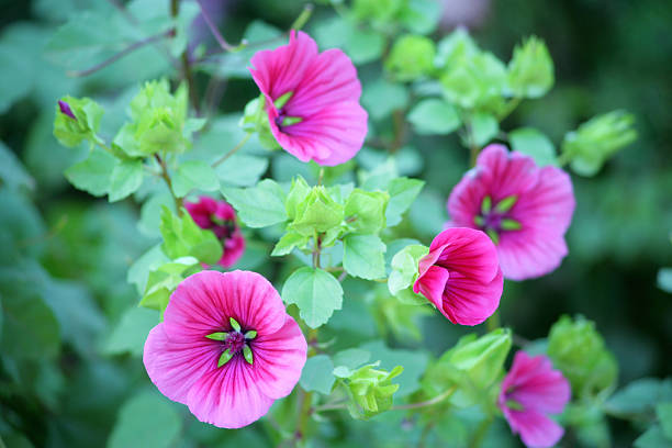 Malva sylvestris - fotografia de stock