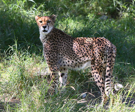 Beautiful cheetah looking right at the camera lens.