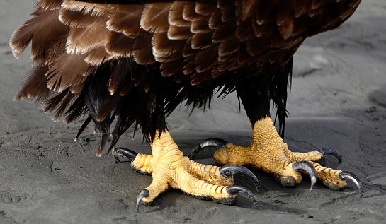 The wet feathers and talons of a bald eagle are seen close up as it stands in the silt of 20 Mile River near Portage, Alaska.