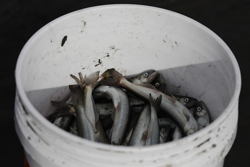 A bucket holds freshly caught hooligan, aka candlefish, from the 20 Mile River near Portage, Alaska.
