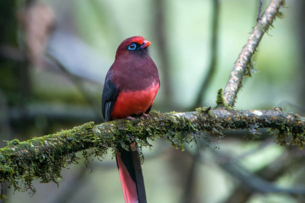 Ward's trogon (Harpactes wardi) observed in Mishimi Hills Ward's trogon (Harpactes wardi) observed in Mishimi Hills in Arunachal Pradesh, India trogon stock pictures, royalty-free photos & images