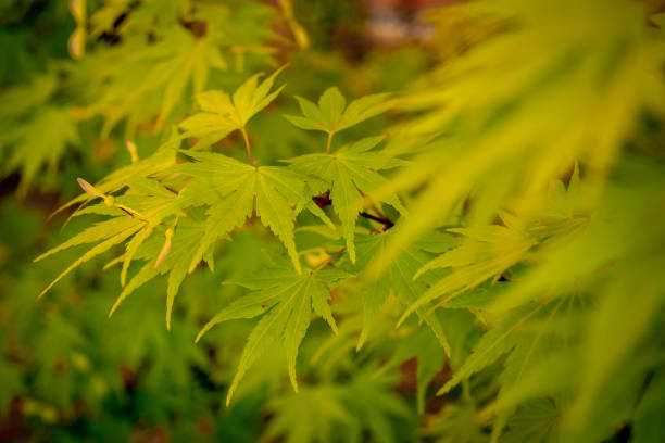 istock selective focus of Japanese maple leafs (Acer palmatum) with blurred background 1398883768