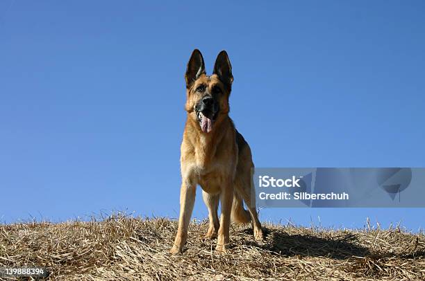 Vuoi Giocare - Fotografie stock e altre immagini di Allerta - Allerta, Amicizia, Ampio