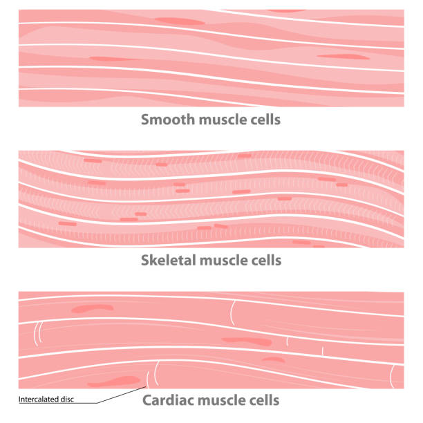 типы структуры мышечной ткани: сердечная, гладкая, скелетная - intercalated disc illustrations stock illustrations