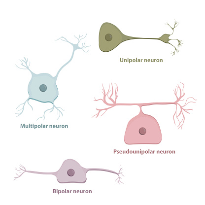 Basic neurons types, based on the number and placement of axons: unipolar, multipolar, psudounipolar, bipolar neuron