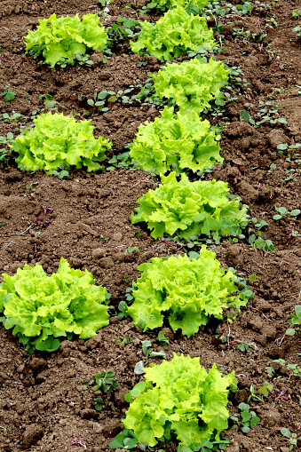 An urban organic lettuce garden