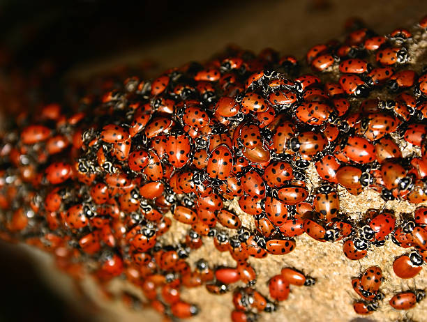 Ladybug (Harmonia axyridis) Swarm Ladybugs swarming over a rock harmonia stock pictures, royalty-free photos & images