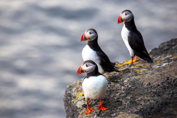 paffin bird sitting on the rock of the island Heimaey. Vestmannaeyjar Archipelago. Iceland paffin bird sitting on the rock of the island Heimaey. Vestmannaeyjar Archipelago. Iceland puffin stock pictures, royalty-free photos & images