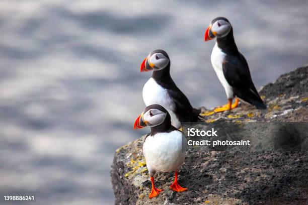 Paffin Bird Sitting On The Rock Of The Island Heimaey Vestmannaeyjar Archipelago Iceland Stock Photo - Download Image Now