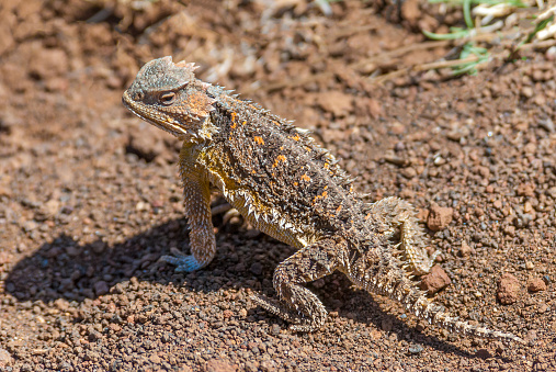 The Desert Horned Lizard (Phrynosoma platyrhinos) is a species of lizard native to western North America. They are often called \