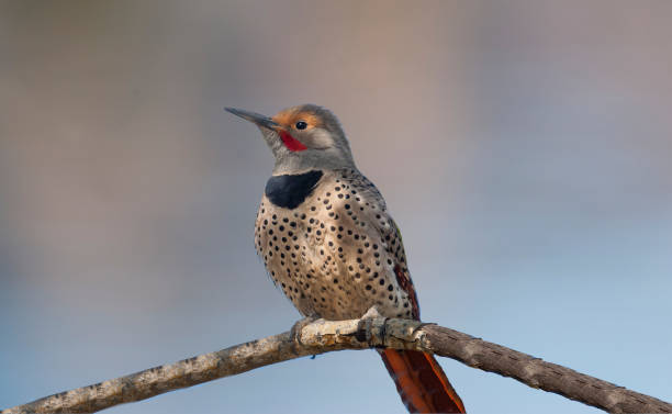 istock Male Northern Flicker Perched in a Tree 1398886297