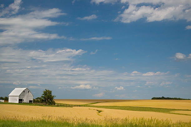 amber vagues - nebraska midwest usa farm prairie photos et images de collection