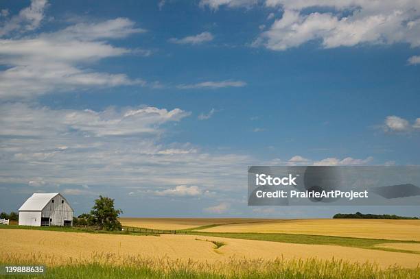 Foto de Amber Ondas e mais fotos de stock de Nebrasca - Nebrasca, Fazenda, Paisagem - Cena Não-urbana