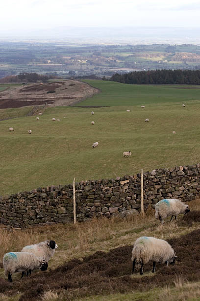 Sheep on the hills stock photo