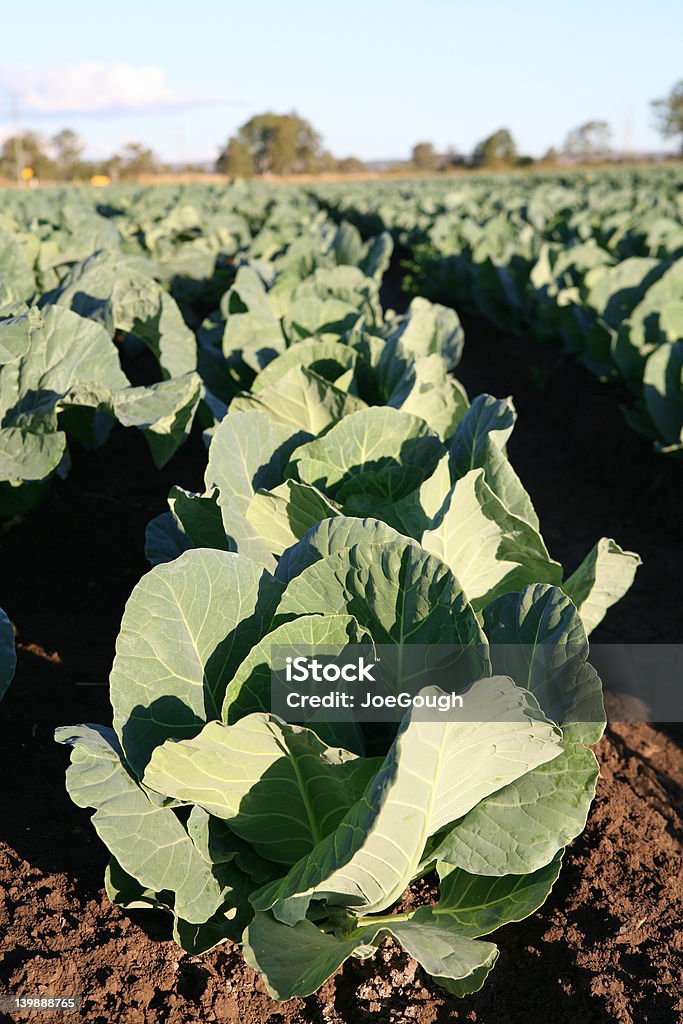 Cauliflowers - Foto de stock de Coliflor libre de derechos