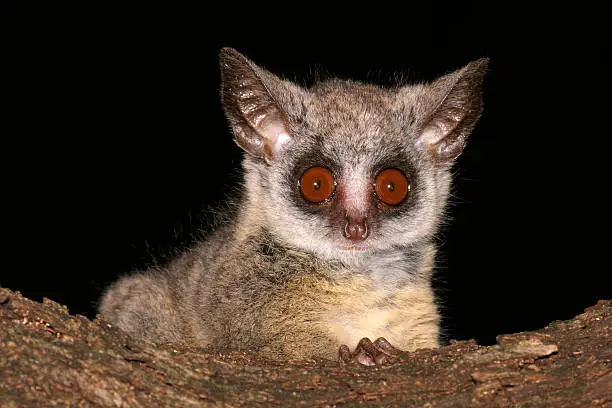 Portrait of the nocturnal Lesser Bushbaby (Galago moholi), South Africa