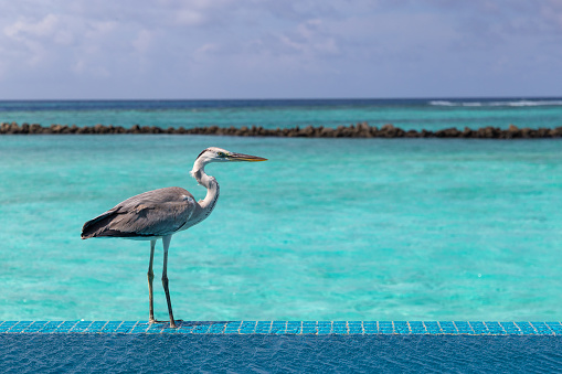 Heron in a pool in Maldives