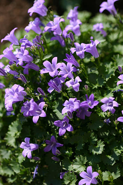 istock Damatian Bellflower 139888835