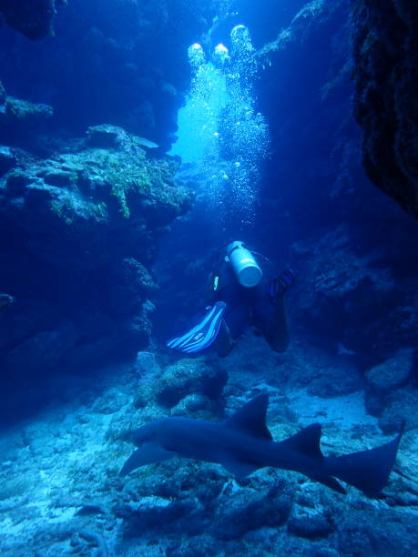 istock Nurse shark with scuba diver 1398888955