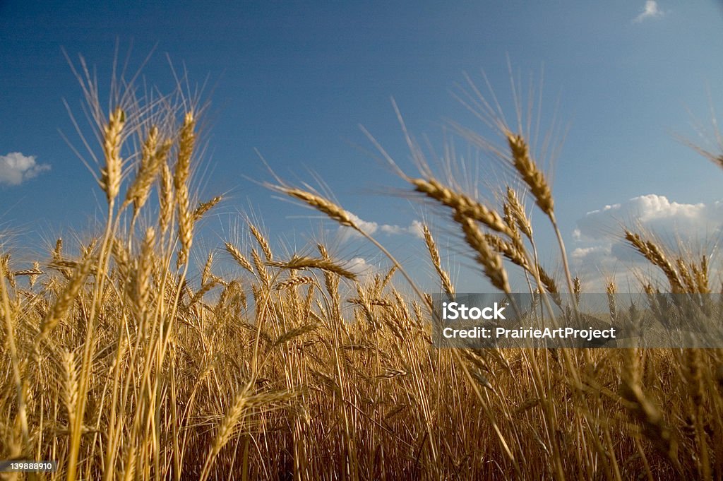 Blue Sky & grano - Foto stock royalty-free di Kansas