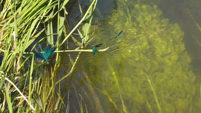 Some blue dragonflies flying above the water in Estonia