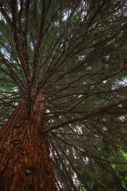 istock View from the bottom up on to sequoia branches. 1398891029