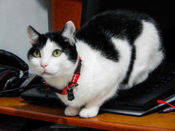 istock Cat lying on top of a laptop 1398891088