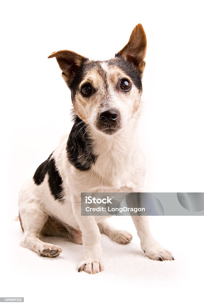 Piccolo cane su bianco - Foto stock royalty-free di Animale