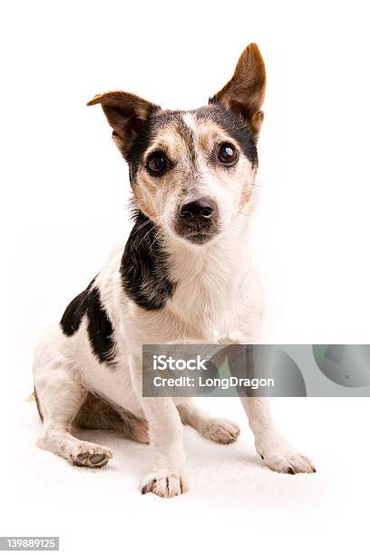 Piccolo Cane Su Bianco - Fotografie stock e altre immagini di Animale - Animale, Animale domestico, Cagnolino