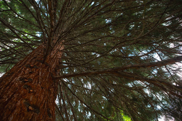 istock View from the bottom up on to sequoia branches. 1398891897