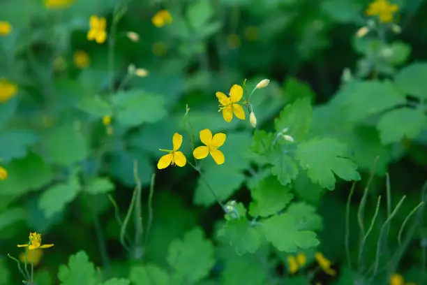 Greater Celandine, yellow wild flowers, close up. Chelidonium majus is poisonous, flowering, medicinal plant of the family Papaveraceae. Yellow-orange opaque sap of Tetterwort plant cures warts.