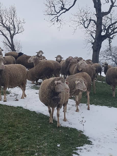 istock A flock of sheep 1398892929