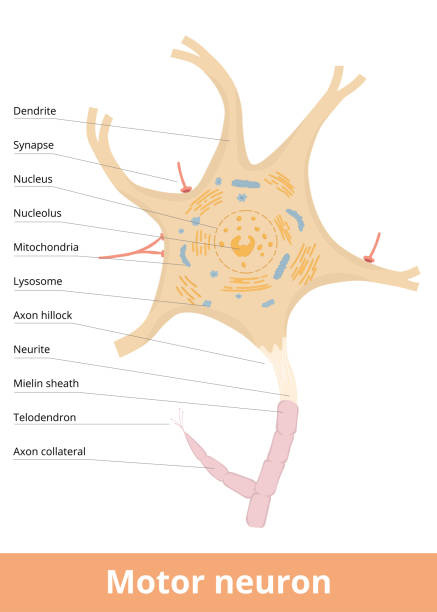 ilustraciones, imágenes clip art, dibujos animados e iconos de stock de célula de neurona motora - mitochondrion neuroscience nerve cell human cell