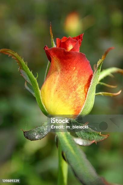 Rose - Fotografias de stock e mais imagens de Amarelo - Amarelo, Aniversário especial, Ao Ar Livre