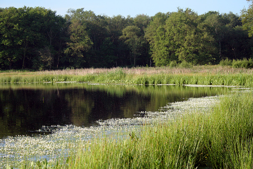 One of the meres at Brown Moss nature reserve in Shropshire, UK