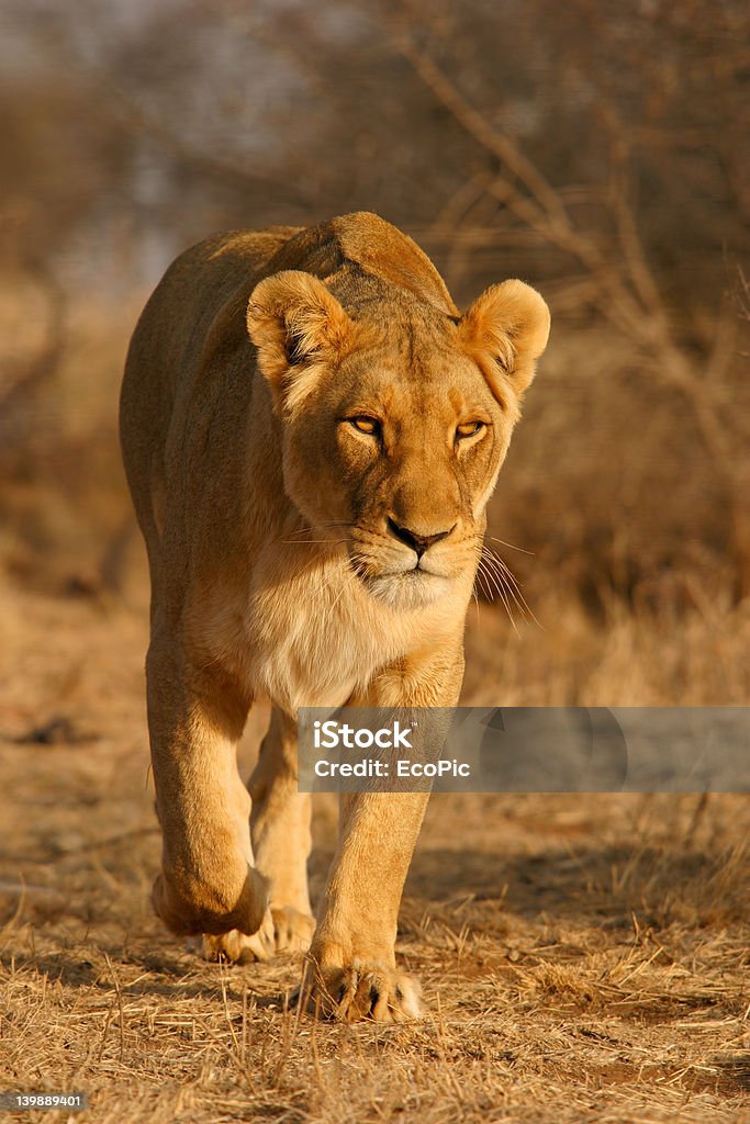 Löwin zu Fuß - Lizenzfrei Afrika Stock-Foto