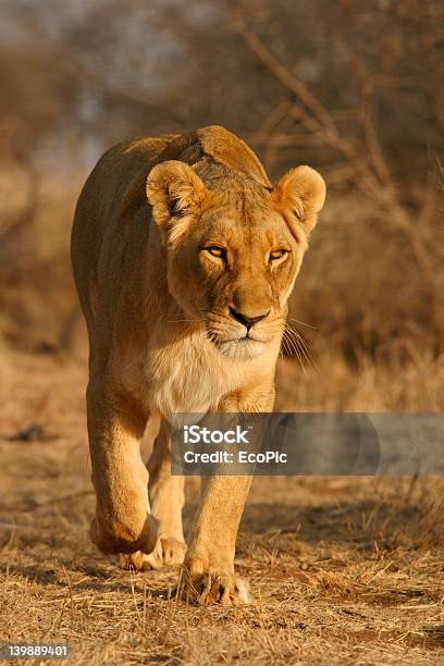 Löwin Zu Fuß Stockfoto und mehr Bilder von Afrika - Afrika, Anstrengung, Extremlandschaft