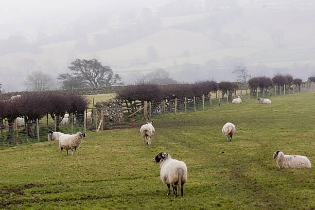 Sheep in Yorkshire stock photo