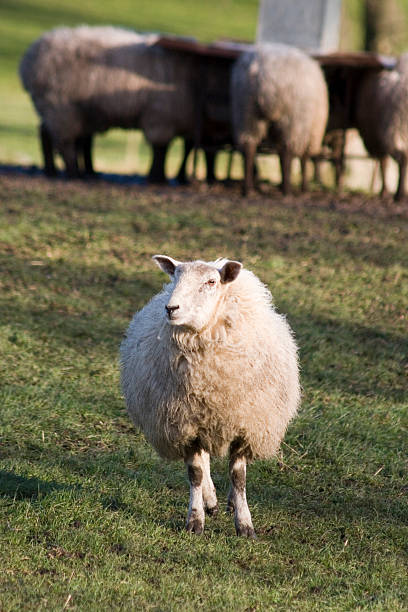 Sheep stock photo